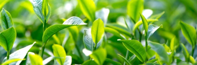 株式会社伊藤園