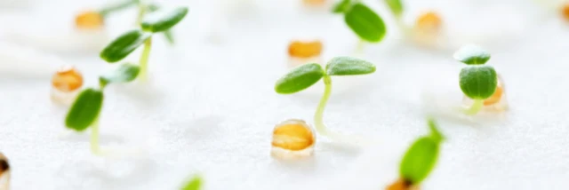 株式会社 サカタのタネ