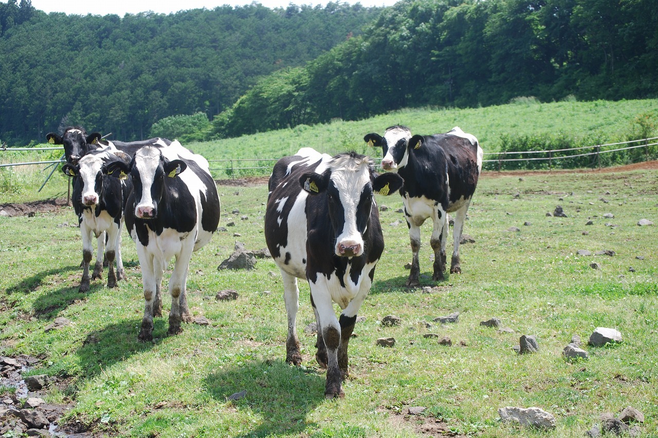 森永乳業株式会社