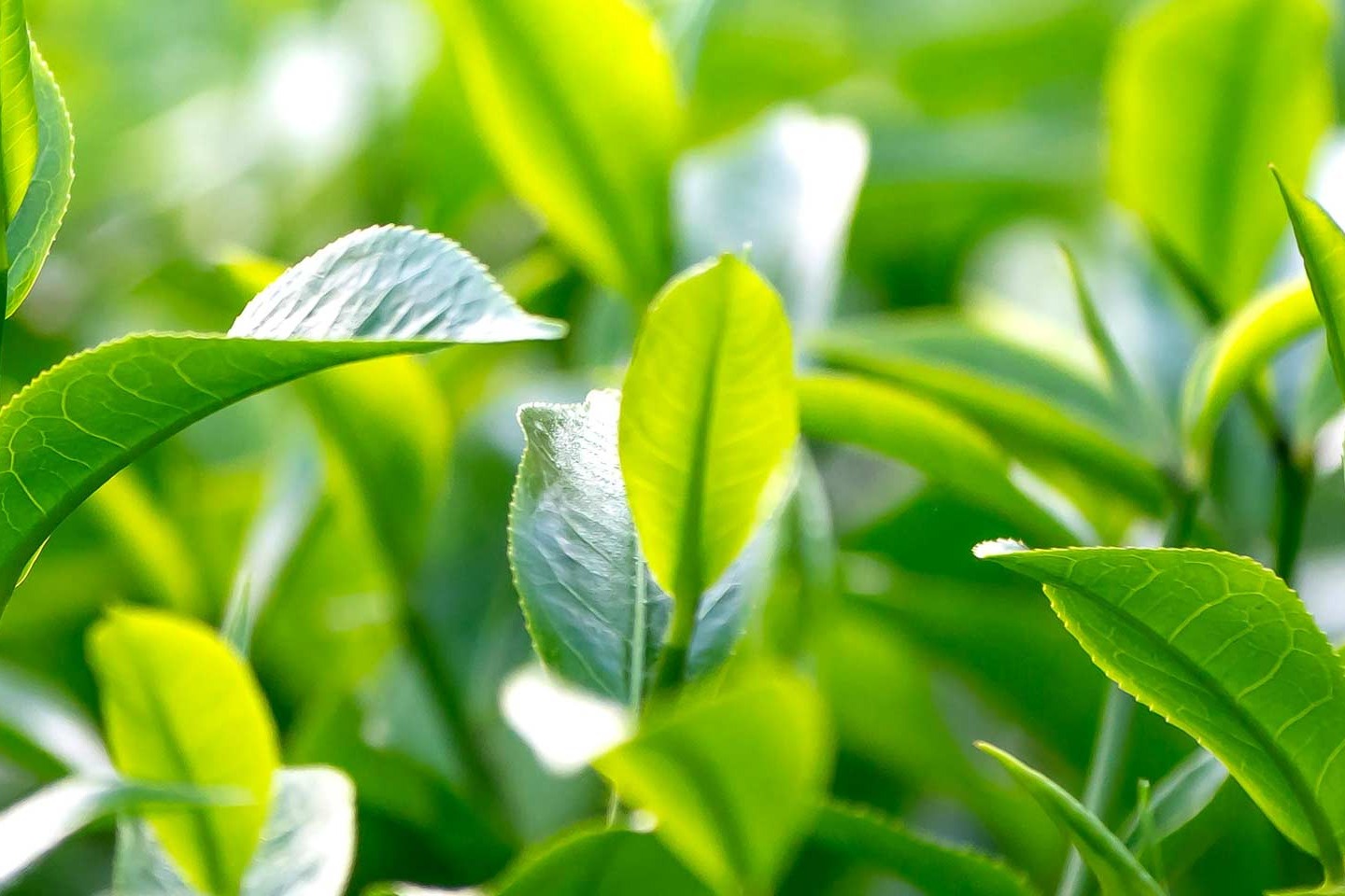 株式会社伊藤園