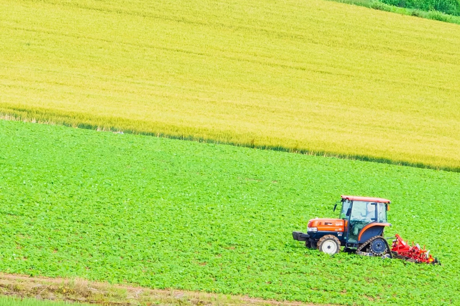 日本甜菜製糖株式会社