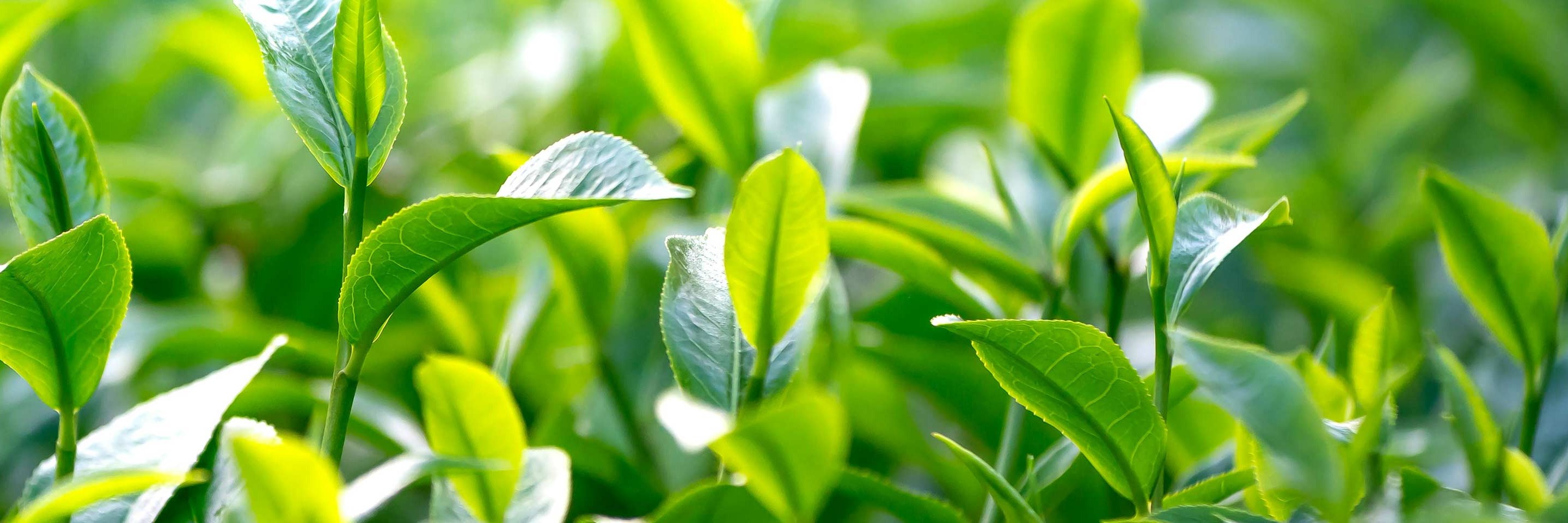 株式会社伊藤園