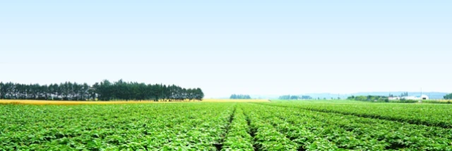 カルビー株式会社