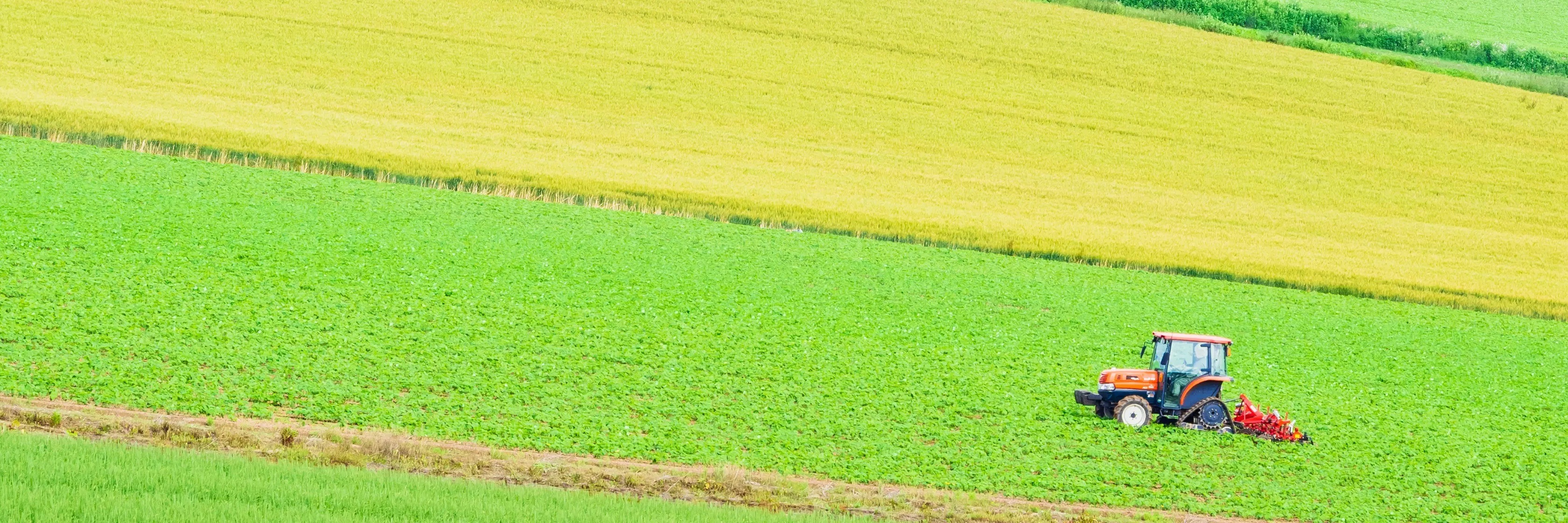 日本甜菜製糖株式会社