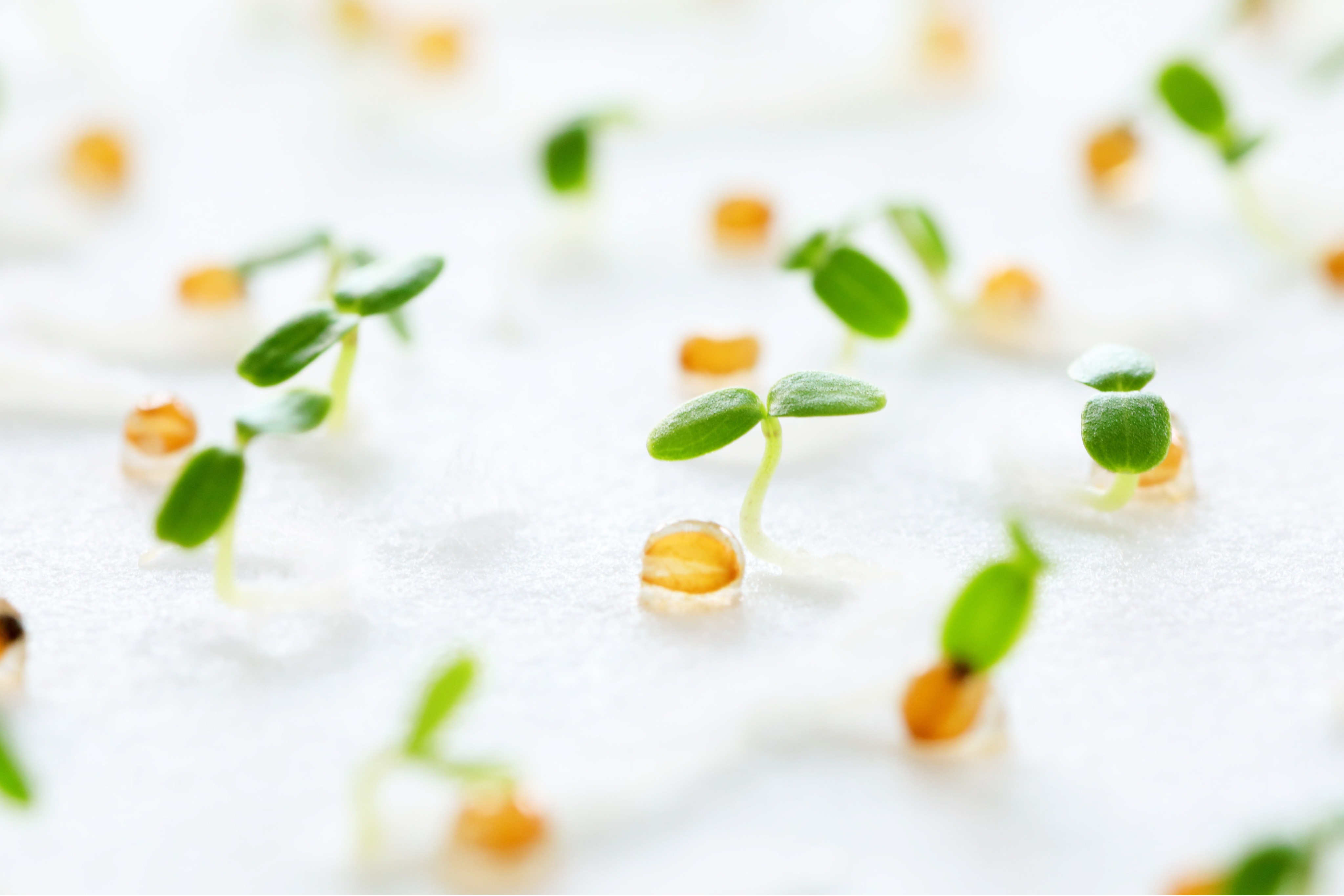 株式会社 サカタのタネ