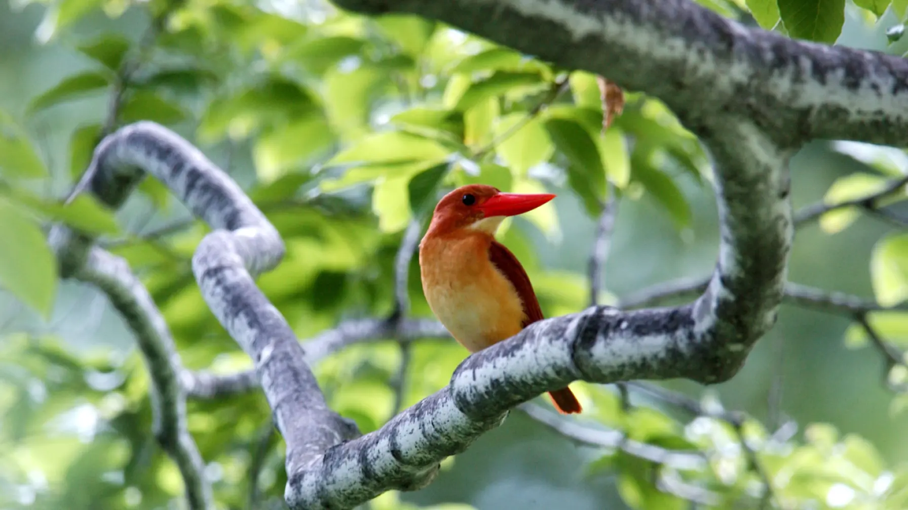 サムネイル 2: 雪国の里山の生物多様性を探る！ -里山で持続可能な社会を考えよう-オンライン講座(アーカイブ配信あり)