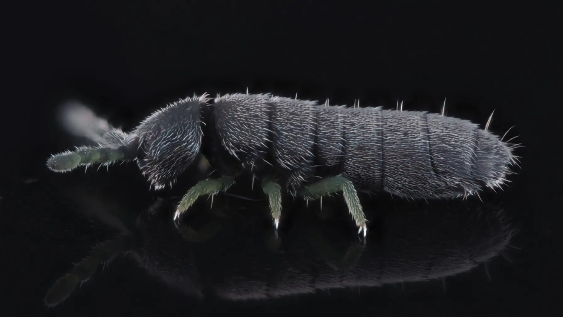 サムネイル 2: 「捕獲せよ！豪雪の上を歩く謎のムシ「雪虫」」 -里山の自然科学館で生物多様性を調べる探求学習の旅-リアルイベント