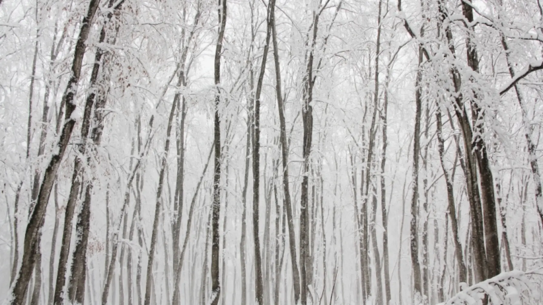 サムネイル 3: 雪国の里山の生物多様性を探る！ -里山で持続可能な社会を考えよう-オンライン講座(アーカイブ配信あり)