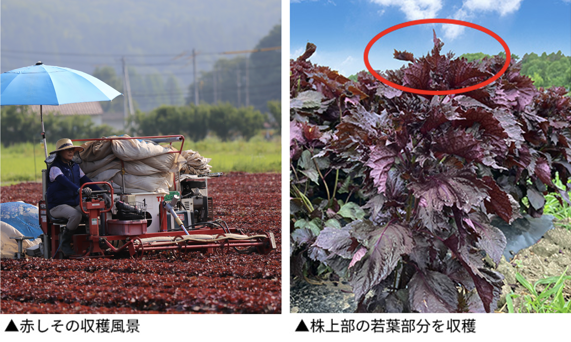 画像：業種：会社が行う事