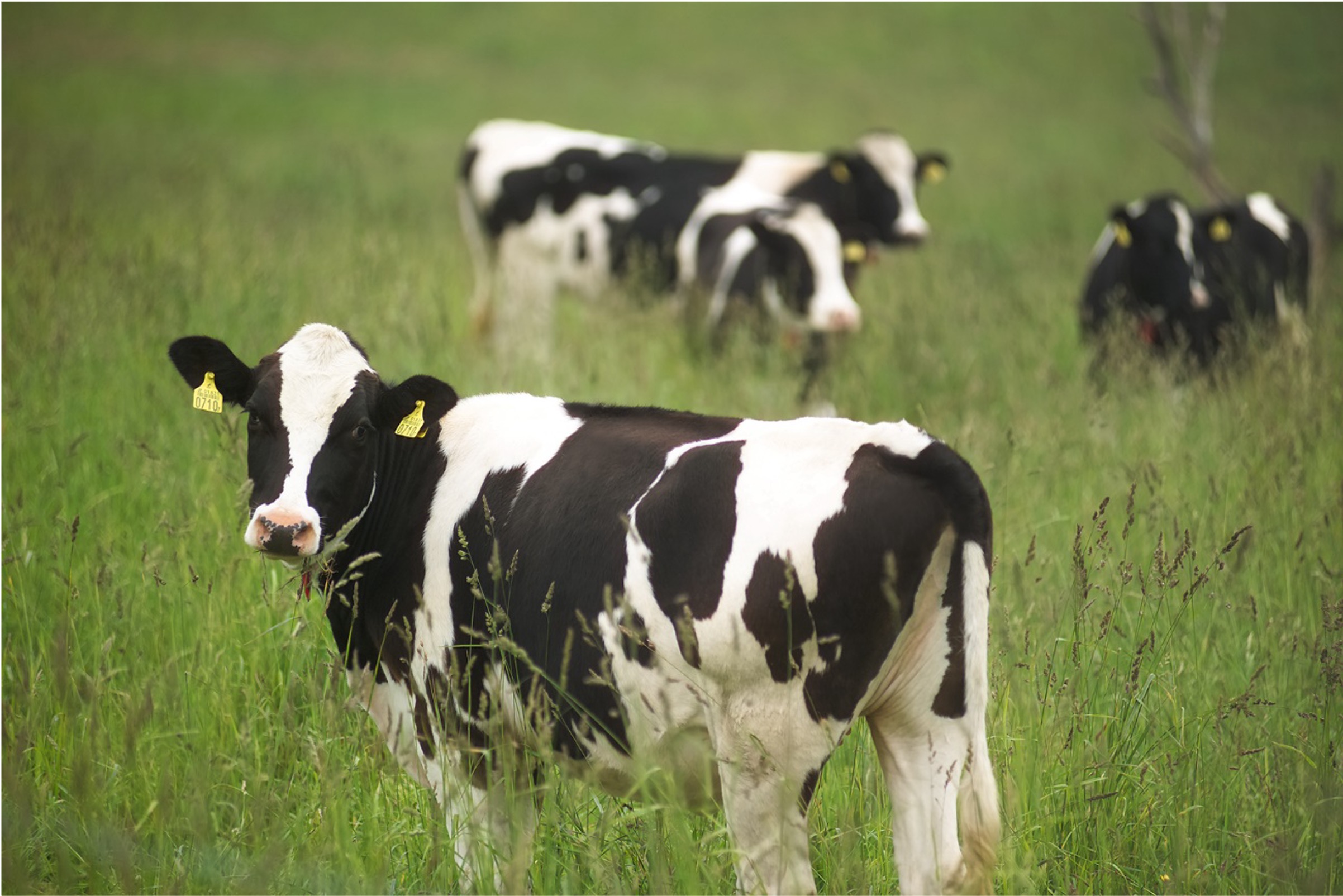 サステナビリティ画像2:雪印メグミルク株式会社