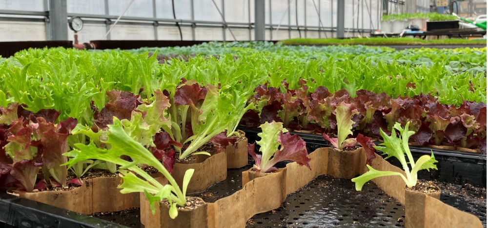 サステナビリティ画像1:日本甜菜製糖株式会社